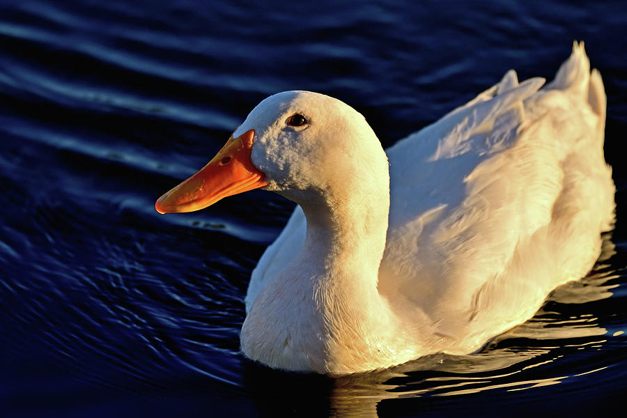 An Wild American Pekin - White Duck Photograph by Amazing Action Photo Video