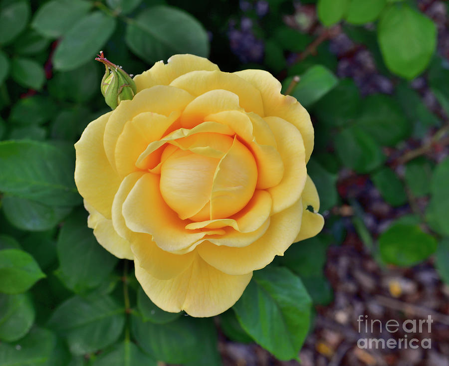 An Yellow Rose with A Bud Photograph by Amazing Action Photo Video
