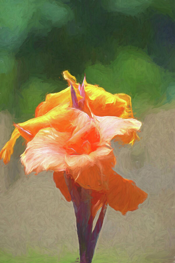 Cana Lily in Cezanne Photograph by Roberta Byram Cana Lily in Cezanne Photograph by Roberta Byram