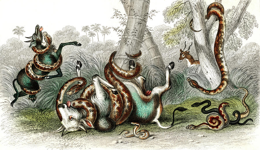 Anaconda, Pedda Poda, Port Natal Python, Rattlesnake, Rattlesnake Black Variety, And Cobra De Capell Drawing