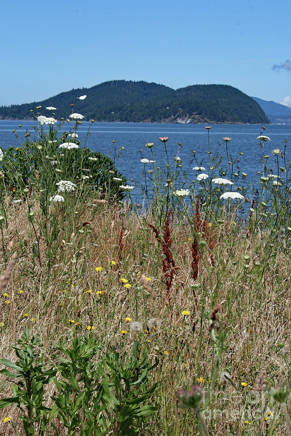 Anacortes View Photograph by Norma Appleton
