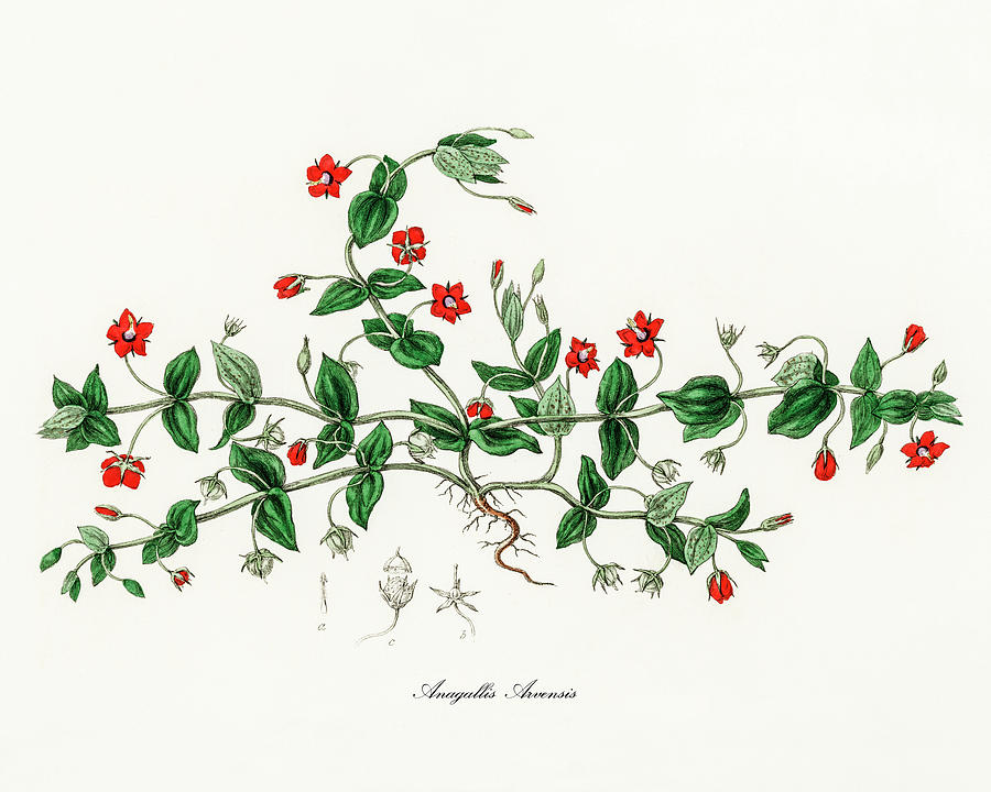 Nature Digital Art - Anagallis arvensis - Scarlet Pimpernel - Medical Botany - Vintage Botanical Illustration by Studio Grafiikka