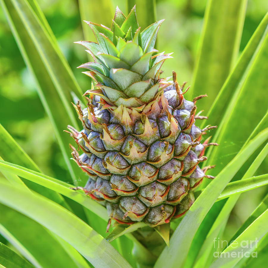 Ananas Comosus Pineapple Photograph by Olga Hamilton
