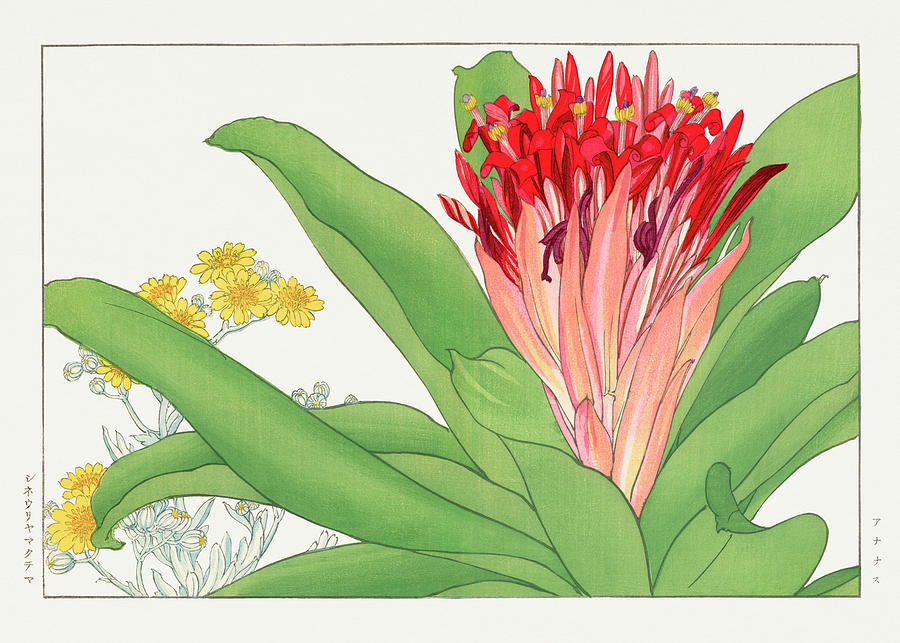 Ananas Flower - Ukiyo e art - Vintage Japanese woodblock art - Seiyo SOKA ZUFU by Tanigami Konan Digital Art by Studio Grafiikka