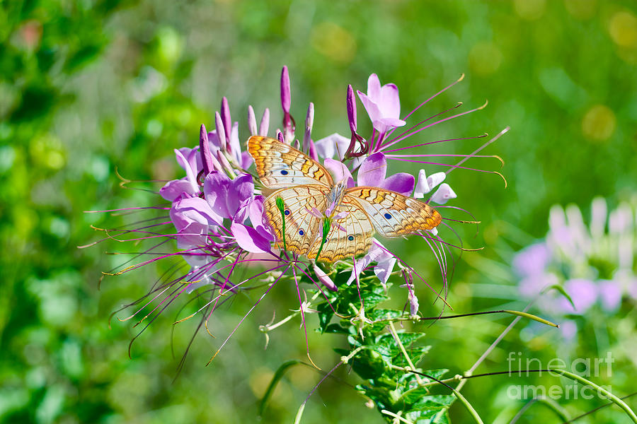  Anartia jatrophae Butterfly Photograph by Judy Kay