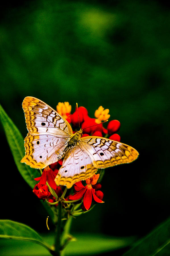 Anartia Jatrophae White Peacock Butterfly Photograph By Josina Hooks