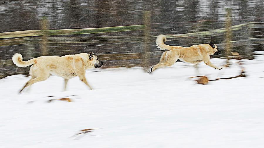 Dogs Photograph - Anatolians Running in a Snowstorm by SL Ernst