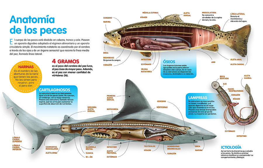 Anatomia de los peces Digital Art by Album