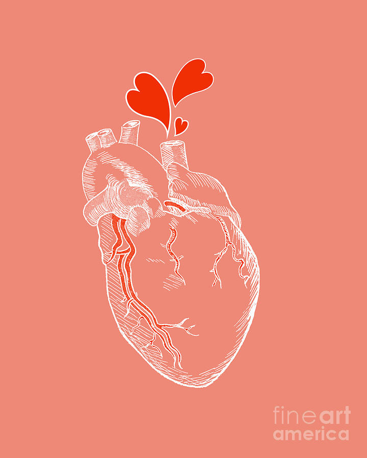 Vintage Digital Art - Anatomical Bleeding Heart by Madame Memento