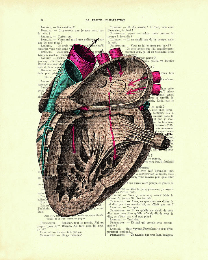 Vintage Mixed Media - Anatomical heart by Madame Memento
