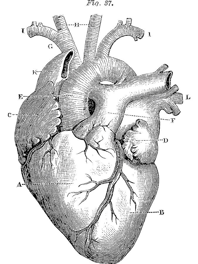 Anatomical Heart Poster Copy Painting by Matthews Oliver | Pixels