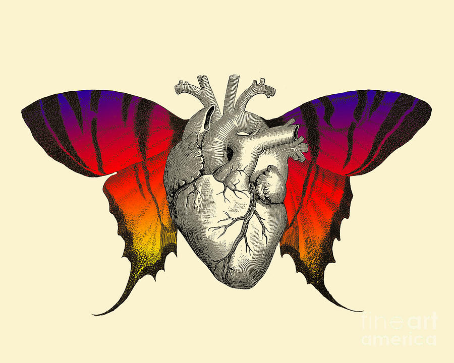 Butterfly Mixed Media - Anatomical Heart With Butterfly Wings by Madame Memento