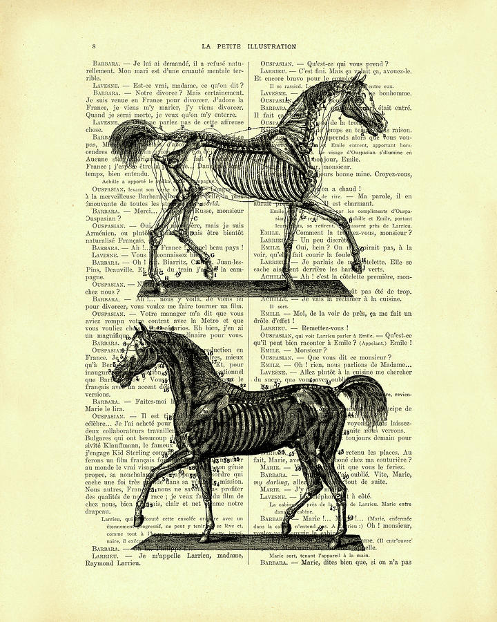 Horse Mixed Media - Anatomical Horses by Madame Memento