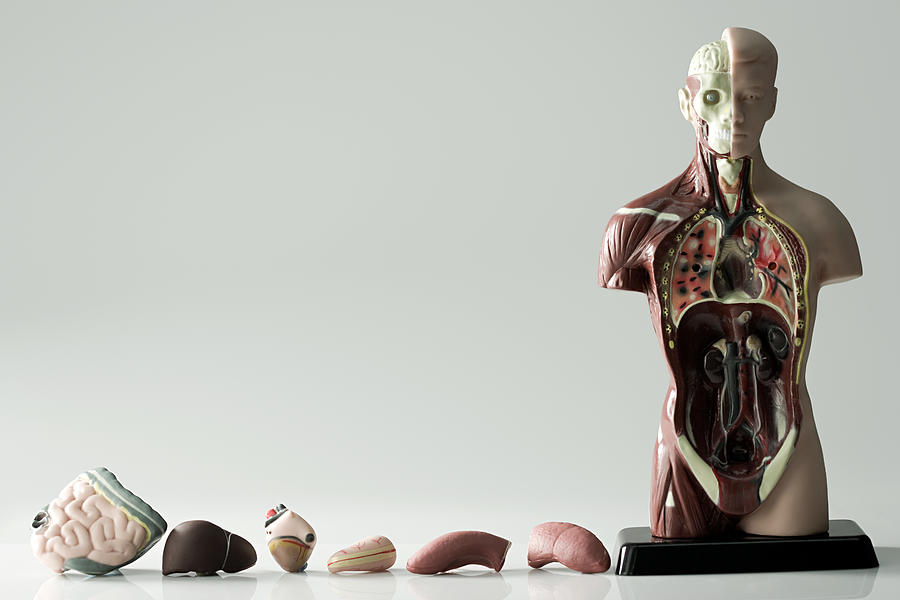 Anatomical model and internal organs Photograph by Image Source