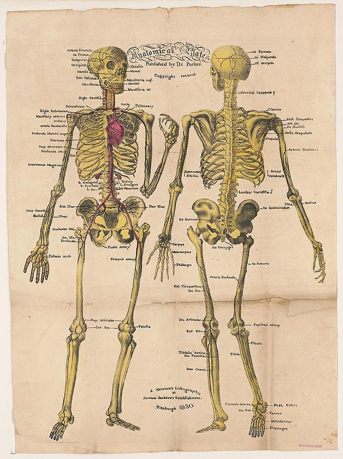 Anatomical plates published by Dr Parker Photograph by Popular Art ...