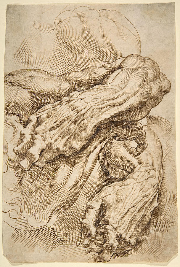 Anatomical Studies. A left forearm in two positions and a right forearm Drawing by Peter Paul Rubens