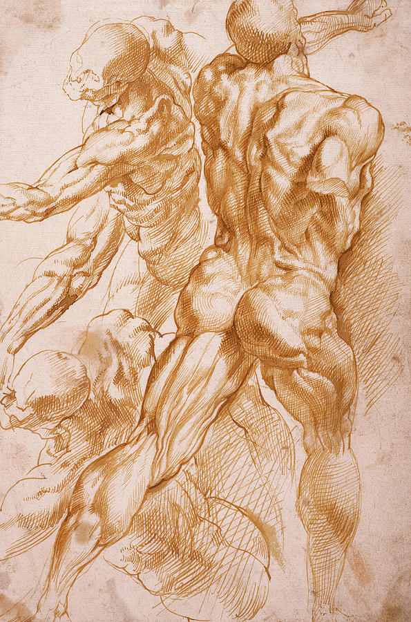 Peter Paul Rubens Painting - Anatomical Studies by Peter Paul Rubens