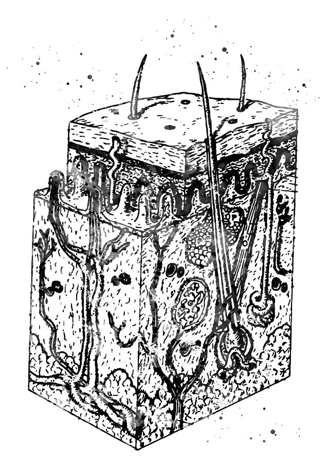 Anatomical watercolor from skin layers, epidermis, epidermis art, skin ...