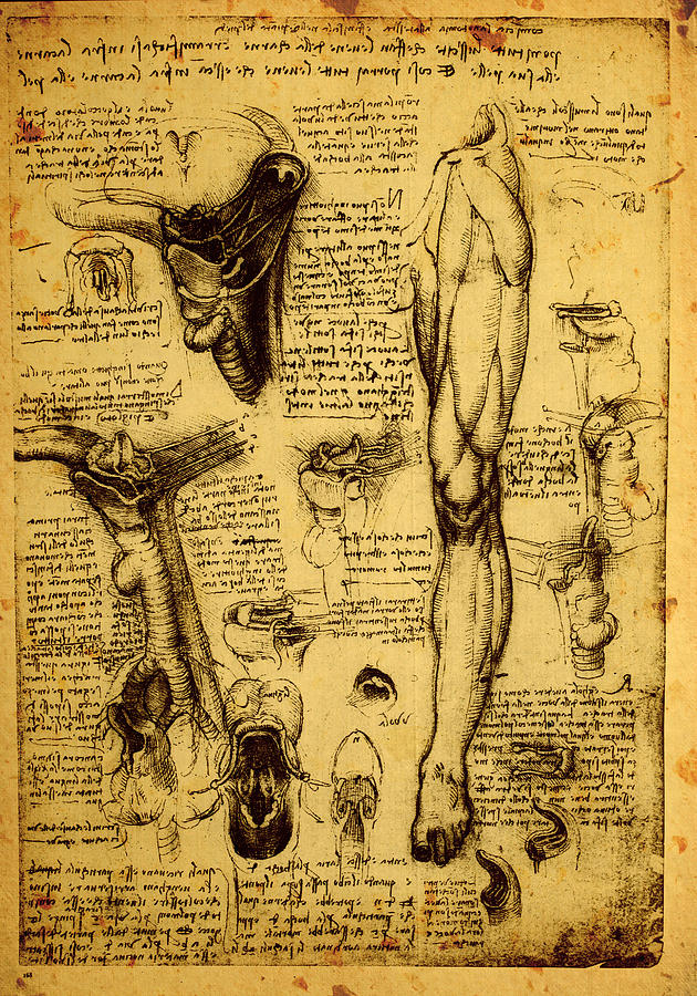 Anatomy Drawing 2 Drawing by Leonardo da Vinci - Fine Art America