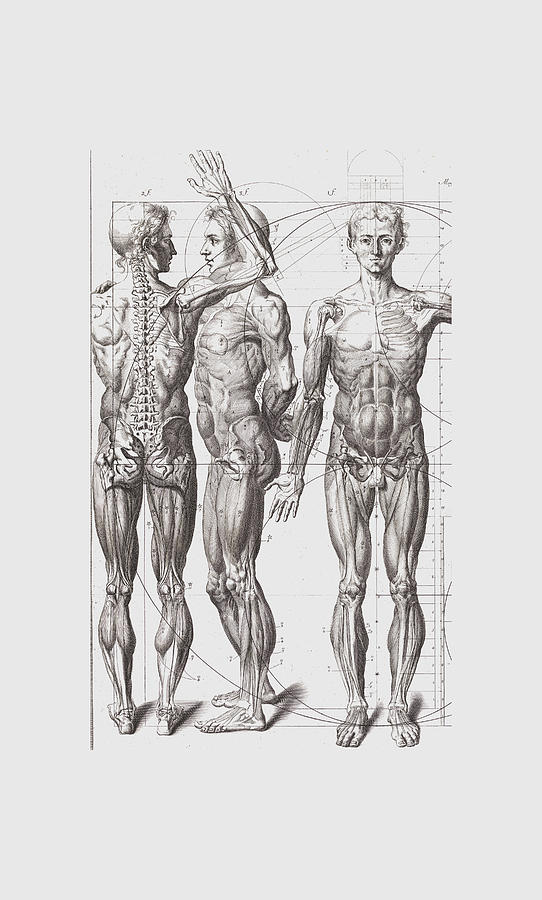 Anatomy Drawing Painting by Tony Rubino