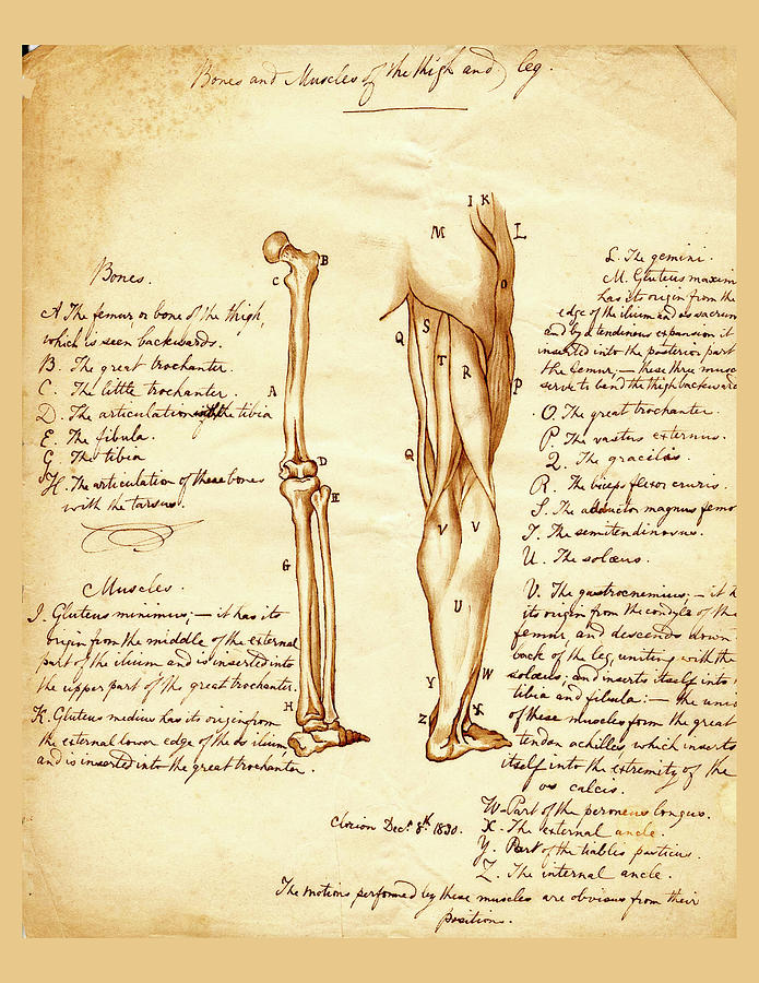 Anatomy Drawings from the U.S. Army Medical Library 1927 No. 1 Drawing by Lorena Cassady