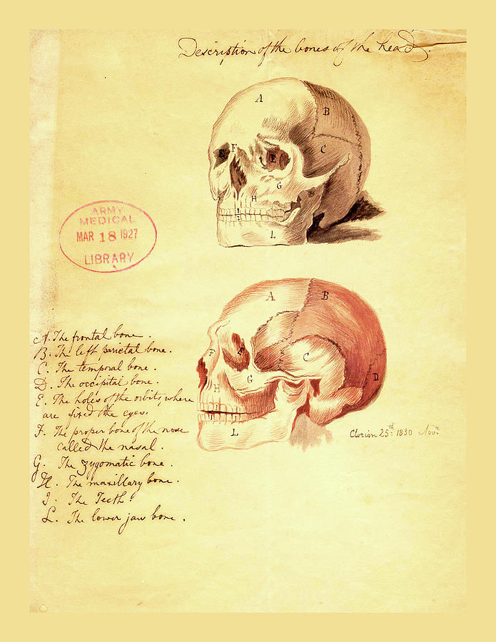 Anatomy Drawings from the U.S. Army Medical Library 1927 No. 2 Drawing by Lorena Cassady