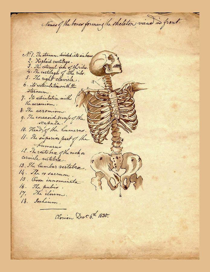 Anatomy Drawings from the U.S. Army Medical Library 1927 No. 4 Drawing by Lorena Cassady