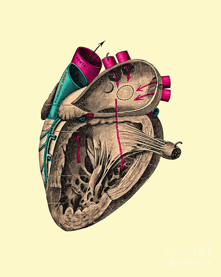 Vintage Digital Art - Anatomy Heart Diagram by Madame Memento