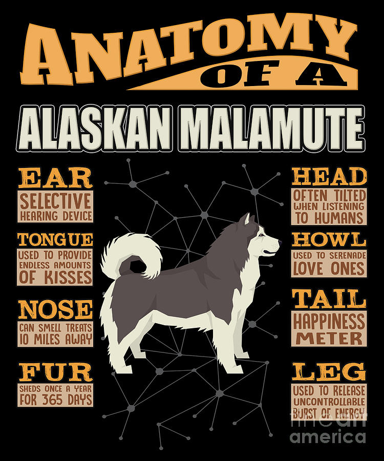 Anatomy Of A Alaskan Malamute Digital Art by Jose O - Fine Art America