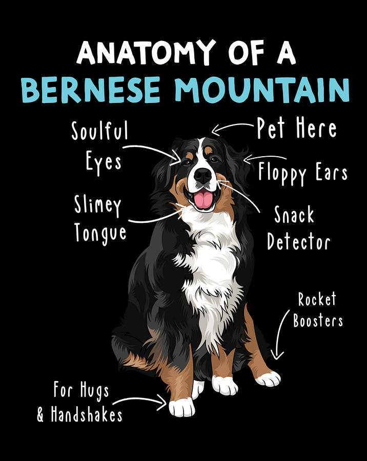 Anatomy of a Bernese Mountain Dog Mom Funny Bernese Mountain Digital ...