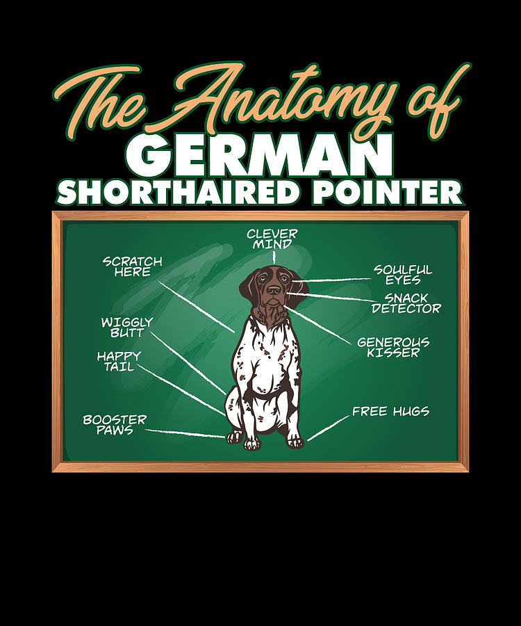 Monroe County Sheriffs Office  Rochester NY  We heard a German  shorthaired pointer was named best in show at the 140th Westminster Kennel  Club Dog Show Well we have our own