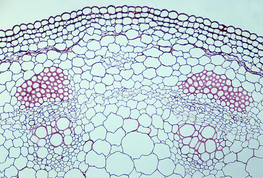 ANATOMY of a HERBACEOUS DICOT STEM--Sunflower (Helianthus annus) with 2 VASCULAR BUNDLES, 50X Photograph by Ed Reschke