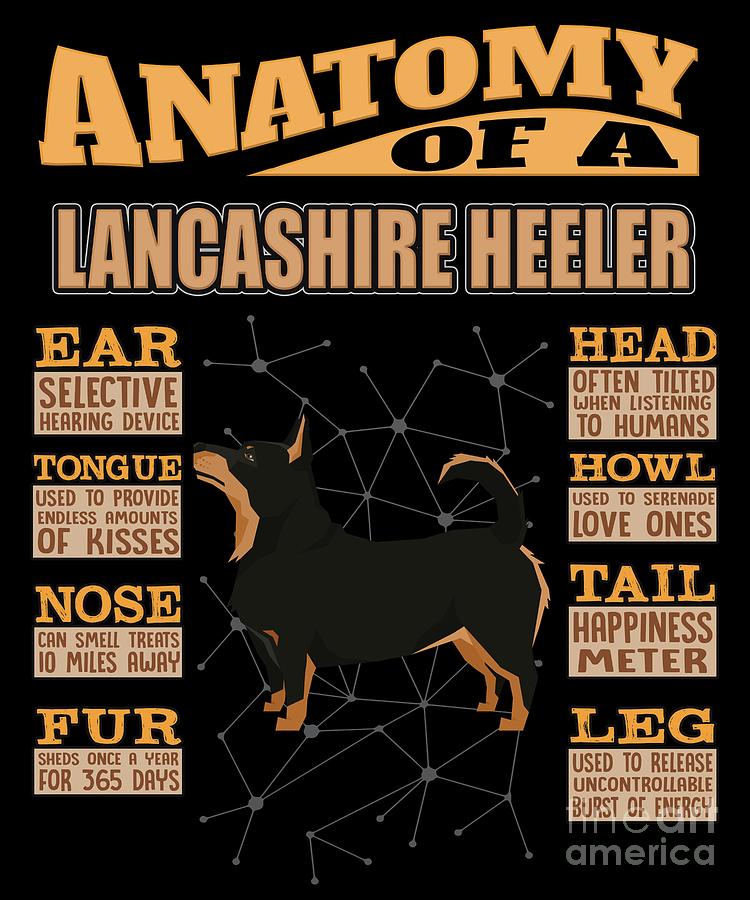 do lancashire heeler shed