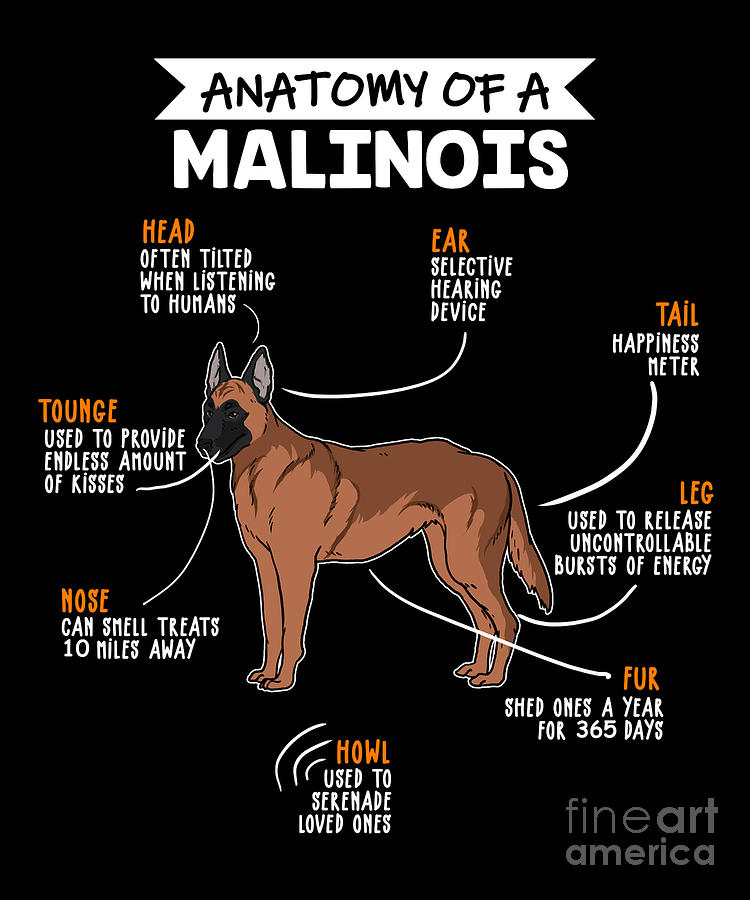 funny belgian malinois