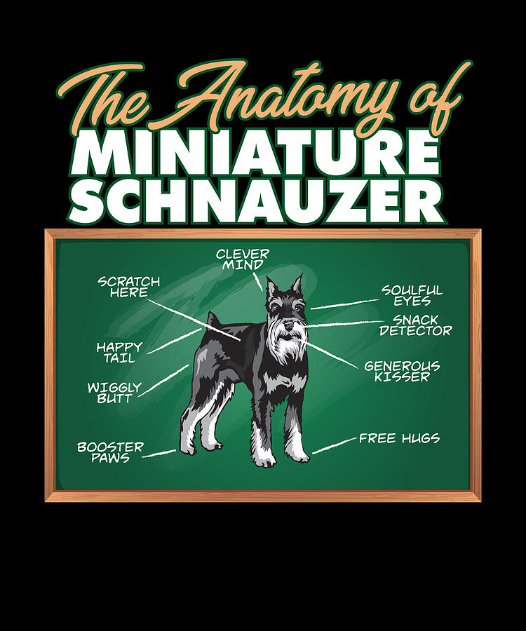 Anatomy Of A Miniature Schnauzer I Funny Mini Digital Art by Maximus ...