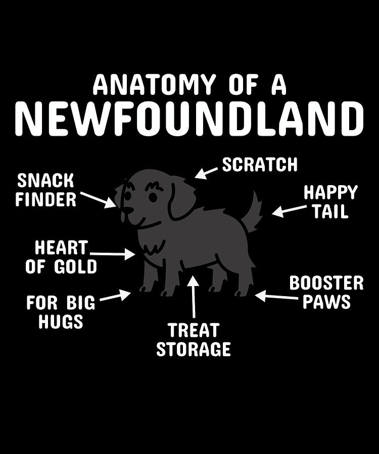 Anatomy Of A Newfoundland Dog Digital Art by Jeff Chen - Pixels