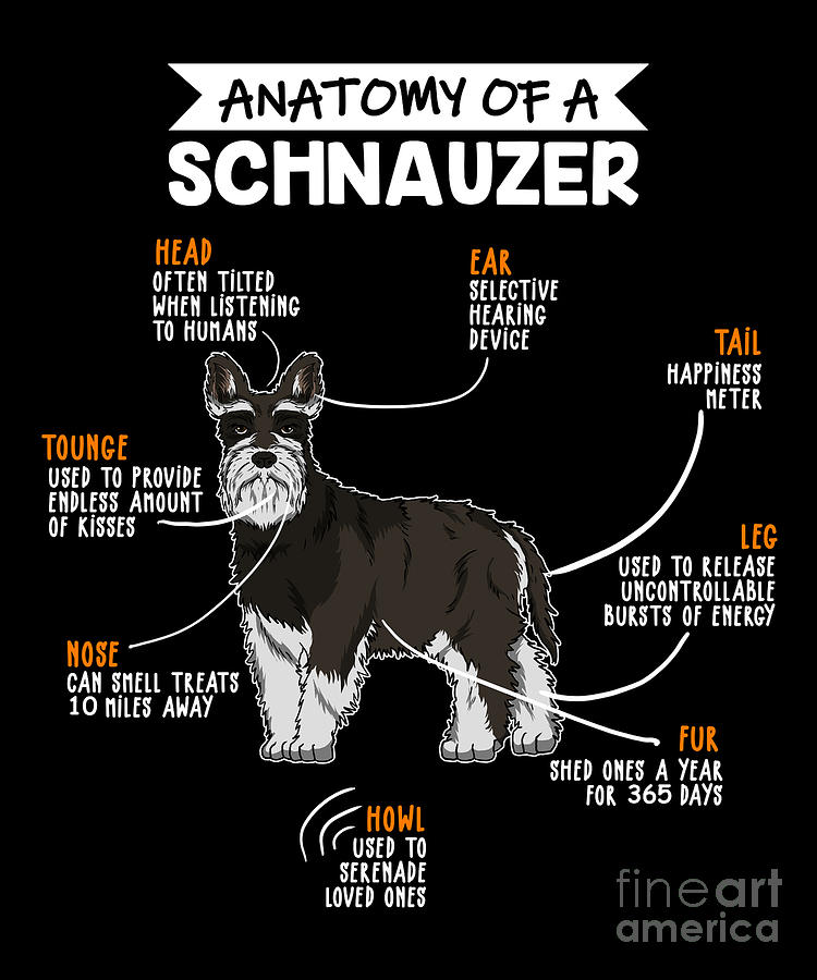 Anatomy Of A Schnauzer Dog Digital Art by J M