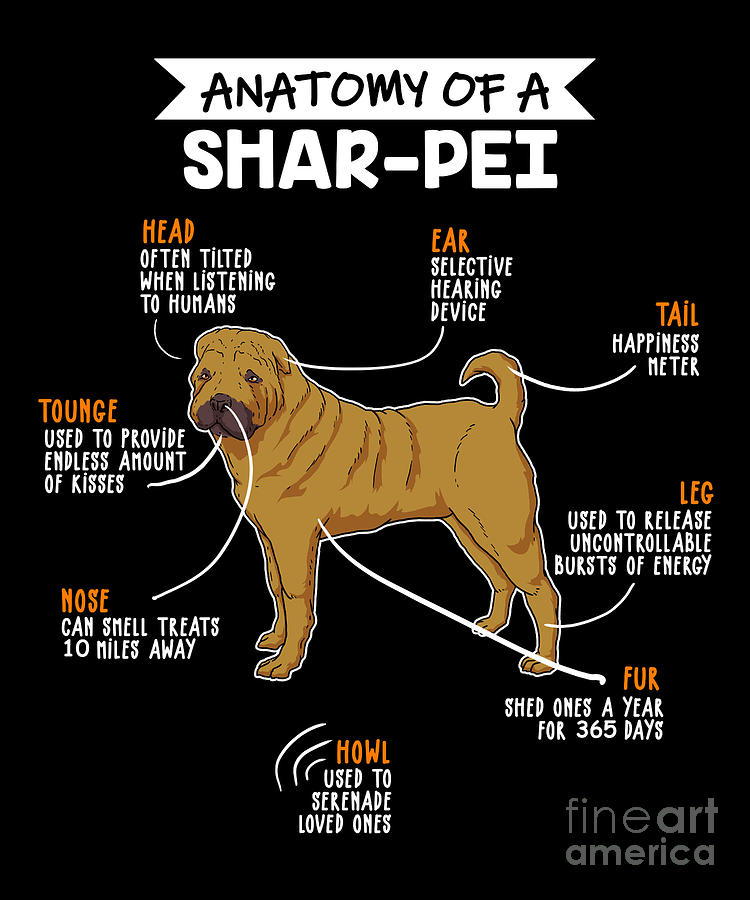 Anatomy Of A Sharpei Dog Digital Art By J M