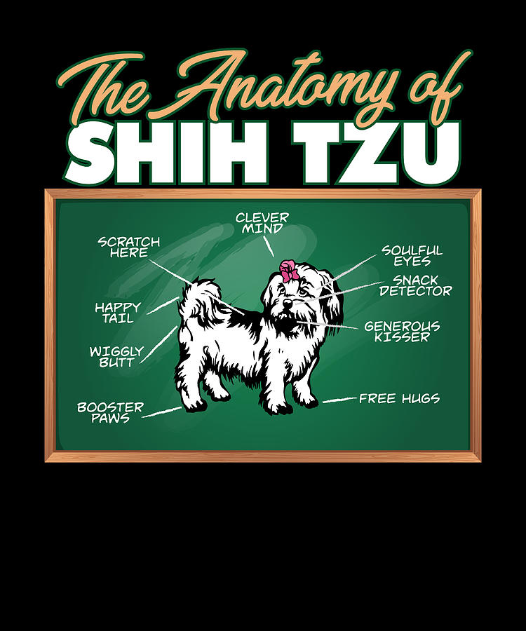 Crazy store shih tzu