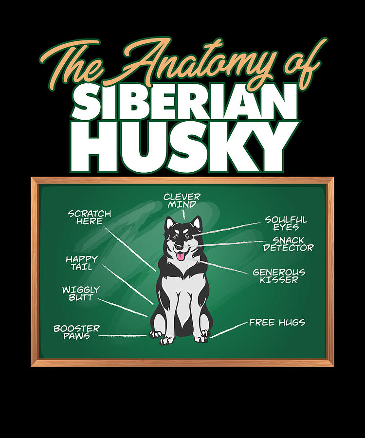 Anatomy Of A Siberian Husky I Funny Husky Digital Art by Maximus ...