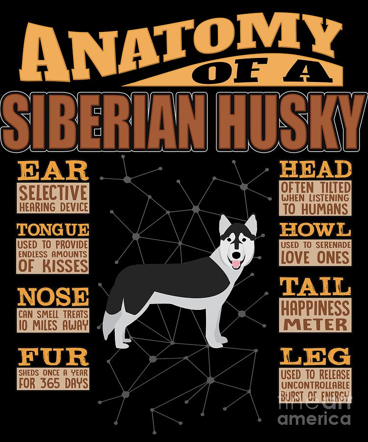 Anatomy Of A Siberian Husky Digital Art by Jose O - Fine Art America