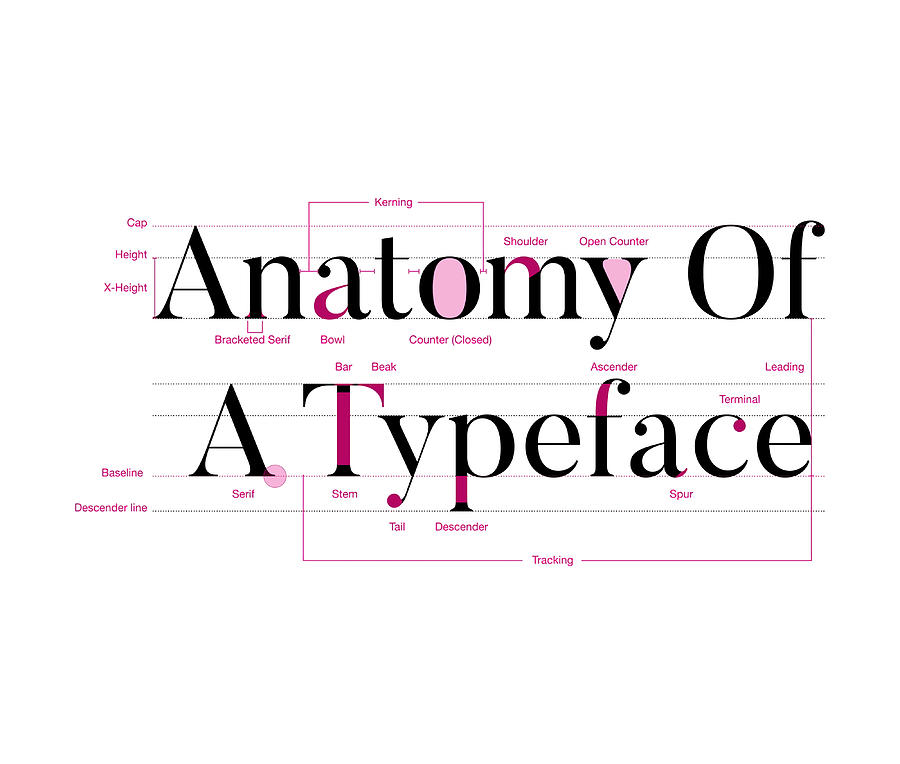 Anatomy Of A Typeface Graphic Designer Gift Painting By Julie Kelly 