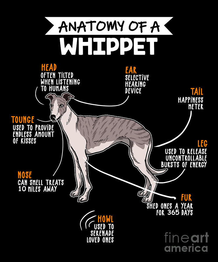 whippet howling