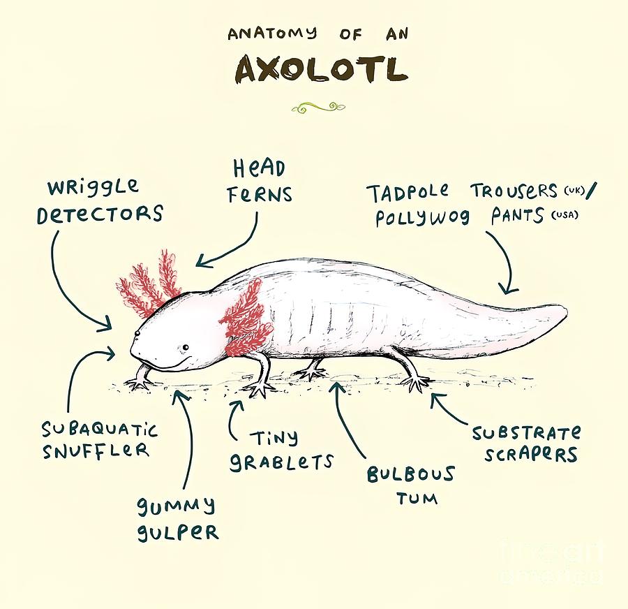 Anatomy of an Axolotl Coffee Mug