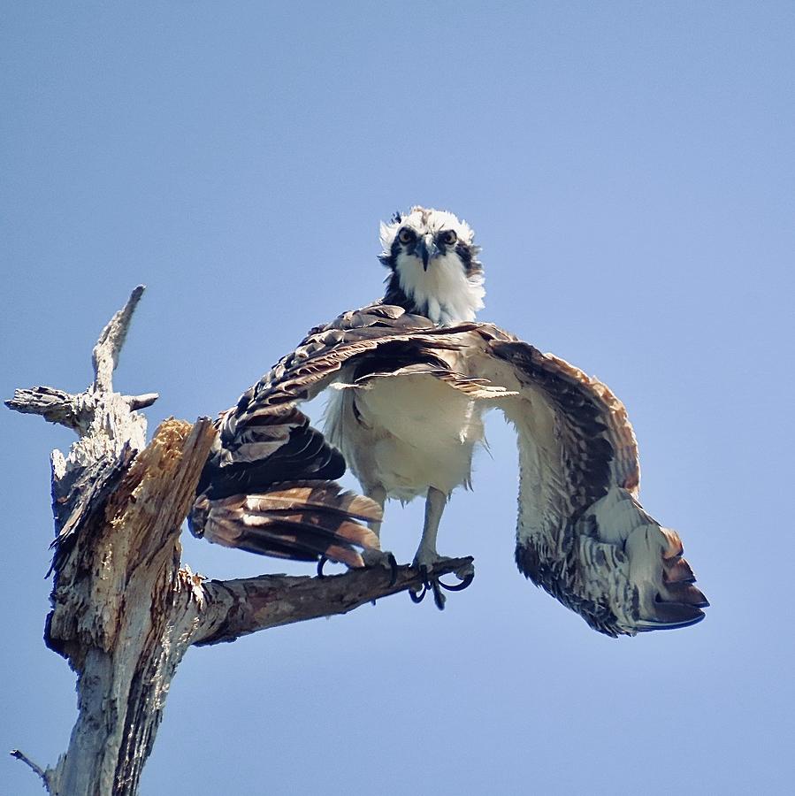 Osprey Anatomy