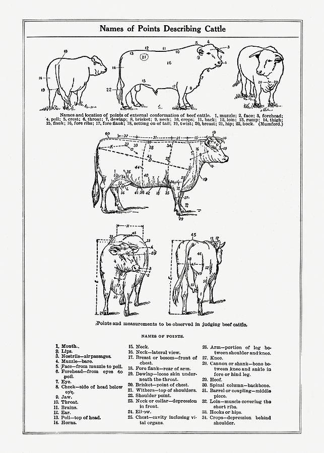 Anatomy of Cattle - Vintage Farm Illustration - The Open Door to ...