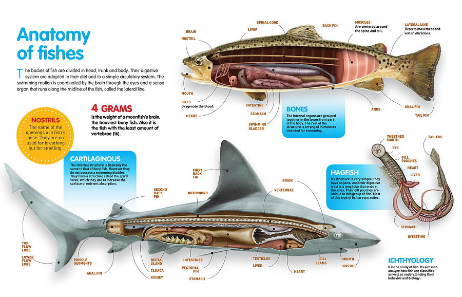 Anatomy of fishes Digital Art by Album