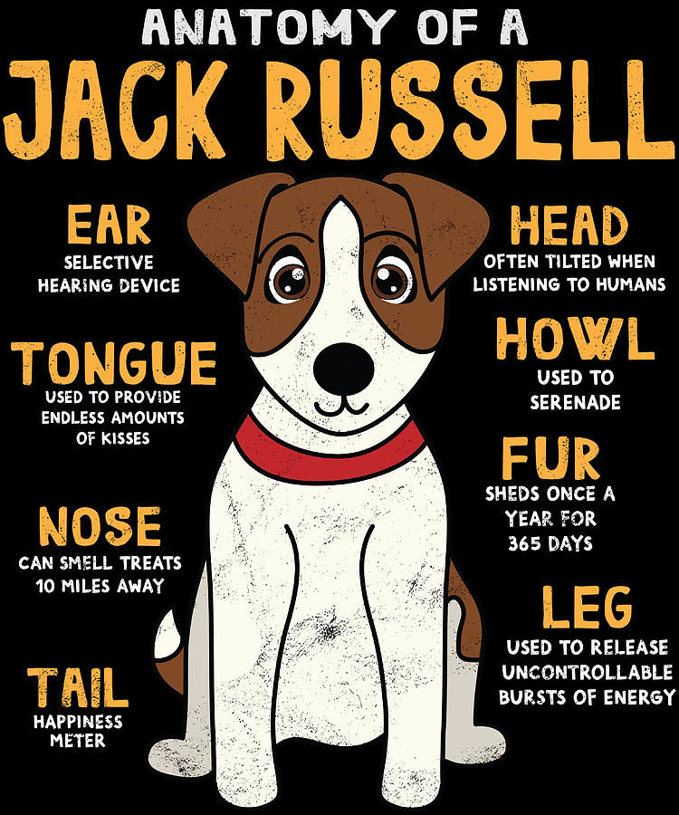 Anatomy of Jack Russell Dog Poster Painting by Florence Fiona | Fine ...