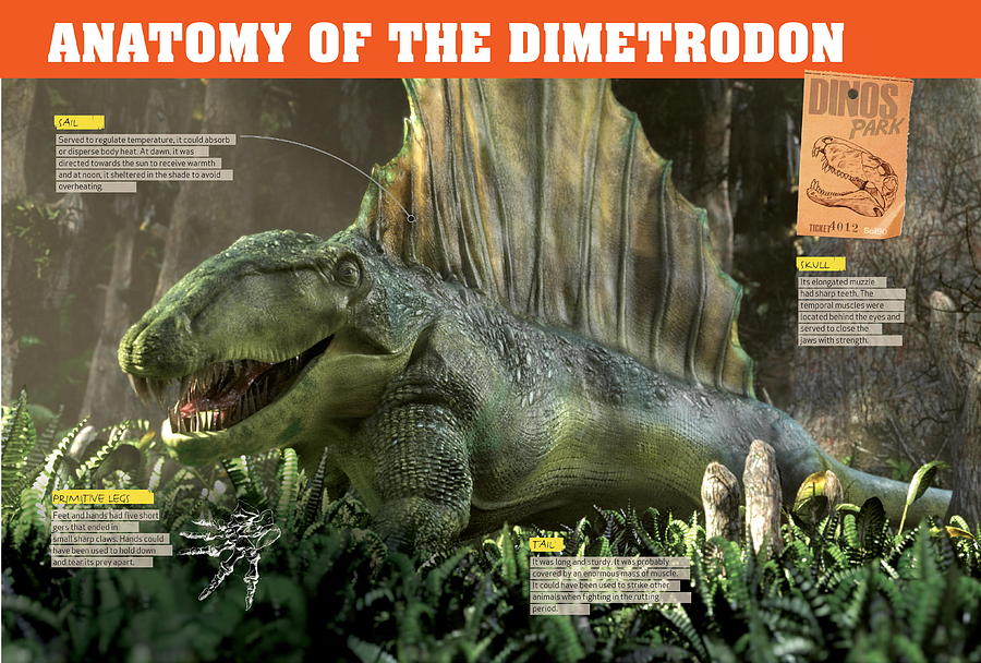 Anatomy of the dimetrodon Digital Art by Album