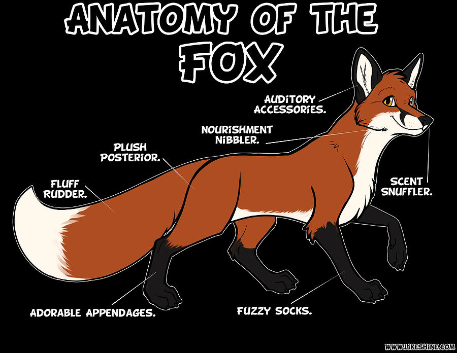 Anatomy of the Fox red Poster Painting by Stevens Hannah - Fine Art America